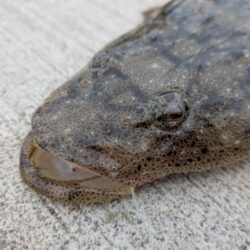 釣れたキスでのませ